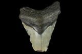 Bargain, Fossil Megalodon Tooth - North Carolina #124805-1